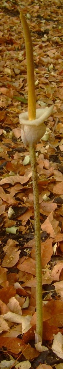 Amorphophallus consimilis — search result for 'Amorphophallus'