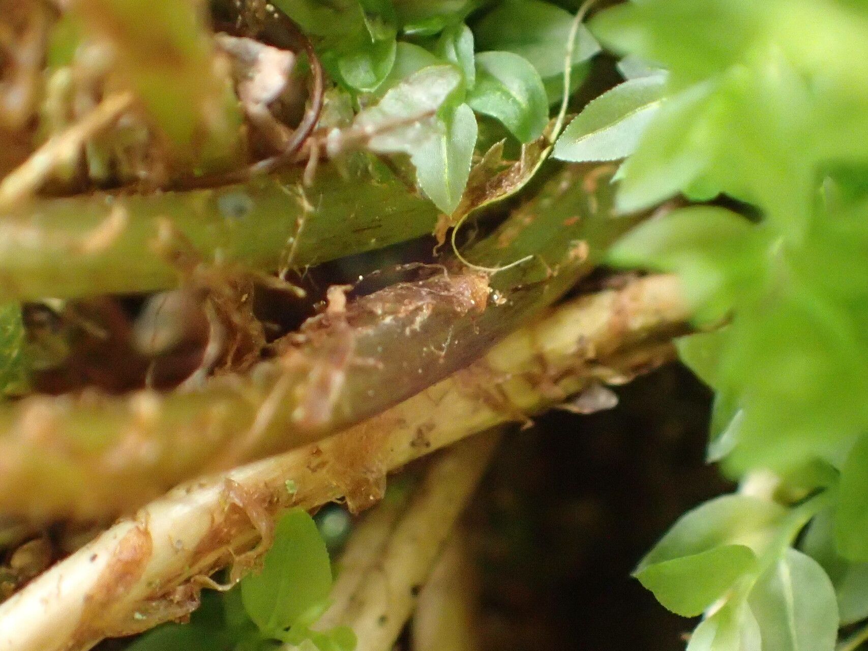 Cystopteris alpina bark