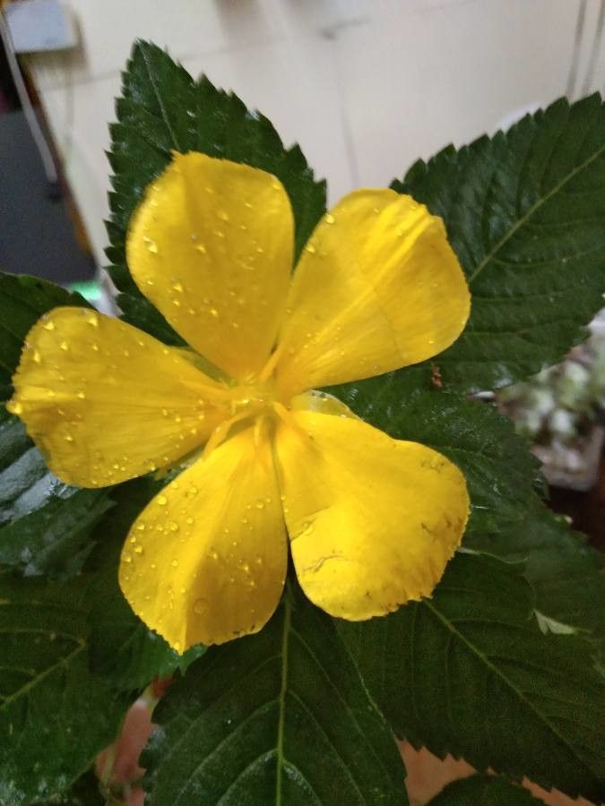 Turnera diffusa leaf