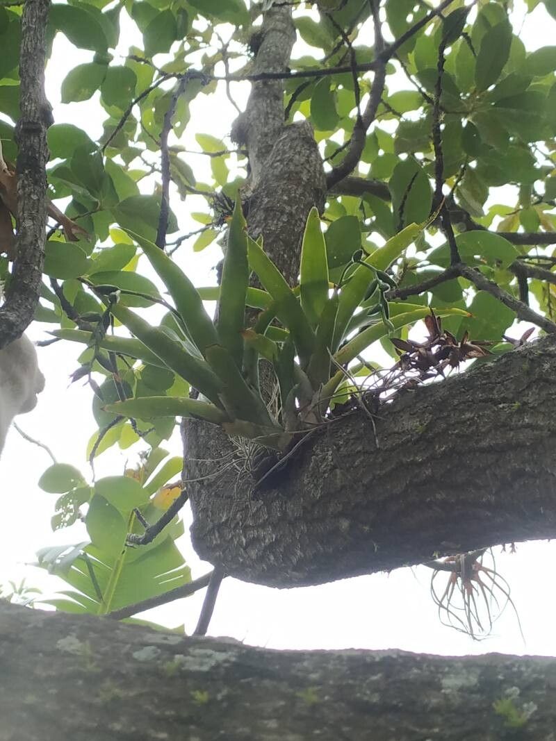 Catopsis nutans — houseplant care guide