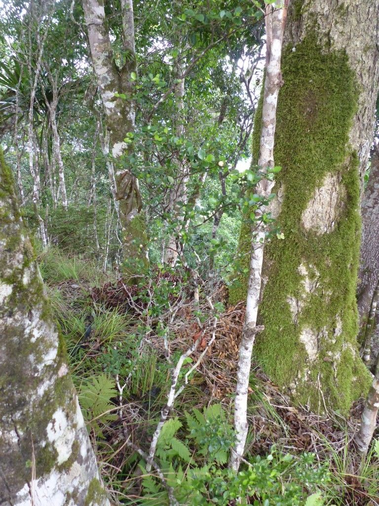 Psychotria bourailensis habit