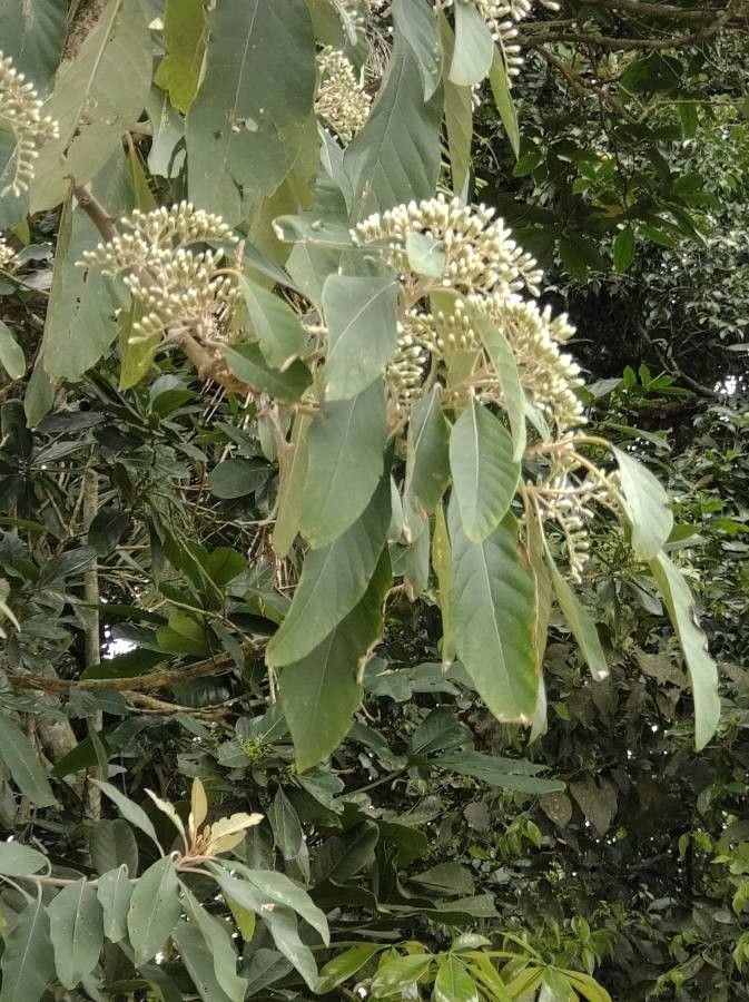 Vernonia amygdalina — search result for 'Congo'