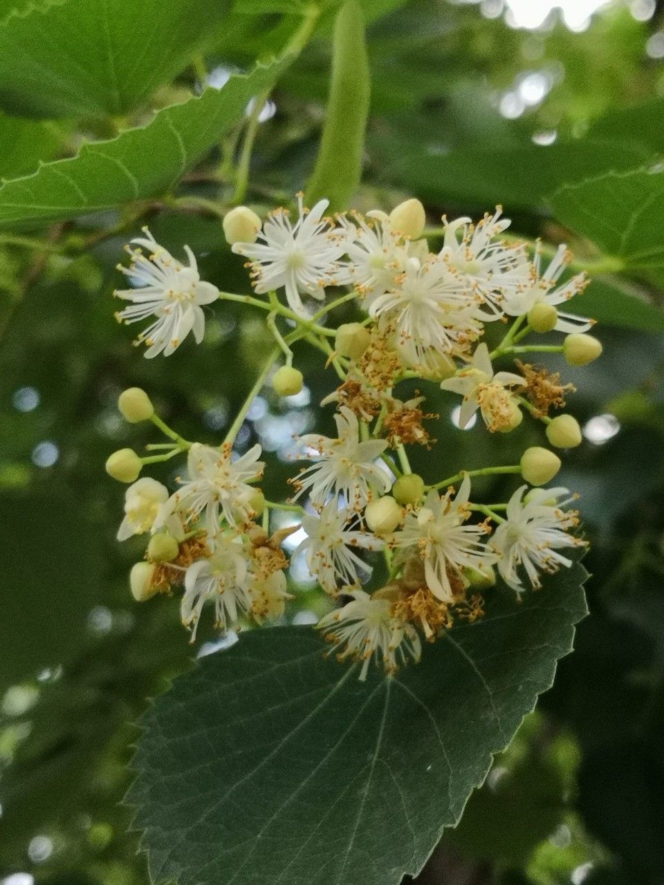 Tilia mongolica flower