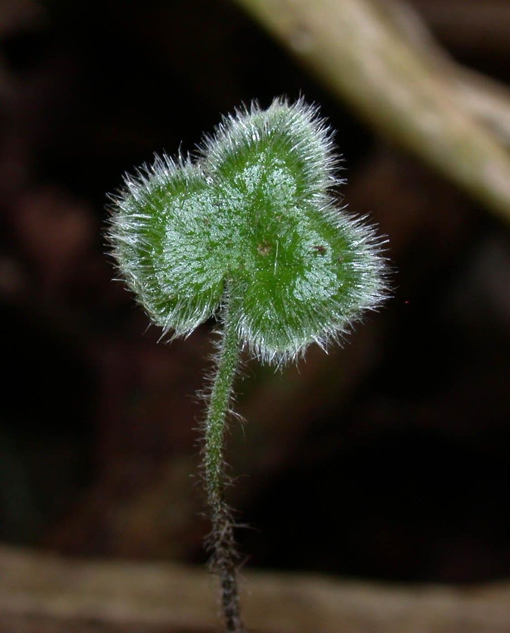 Hemionitis palmata fruit