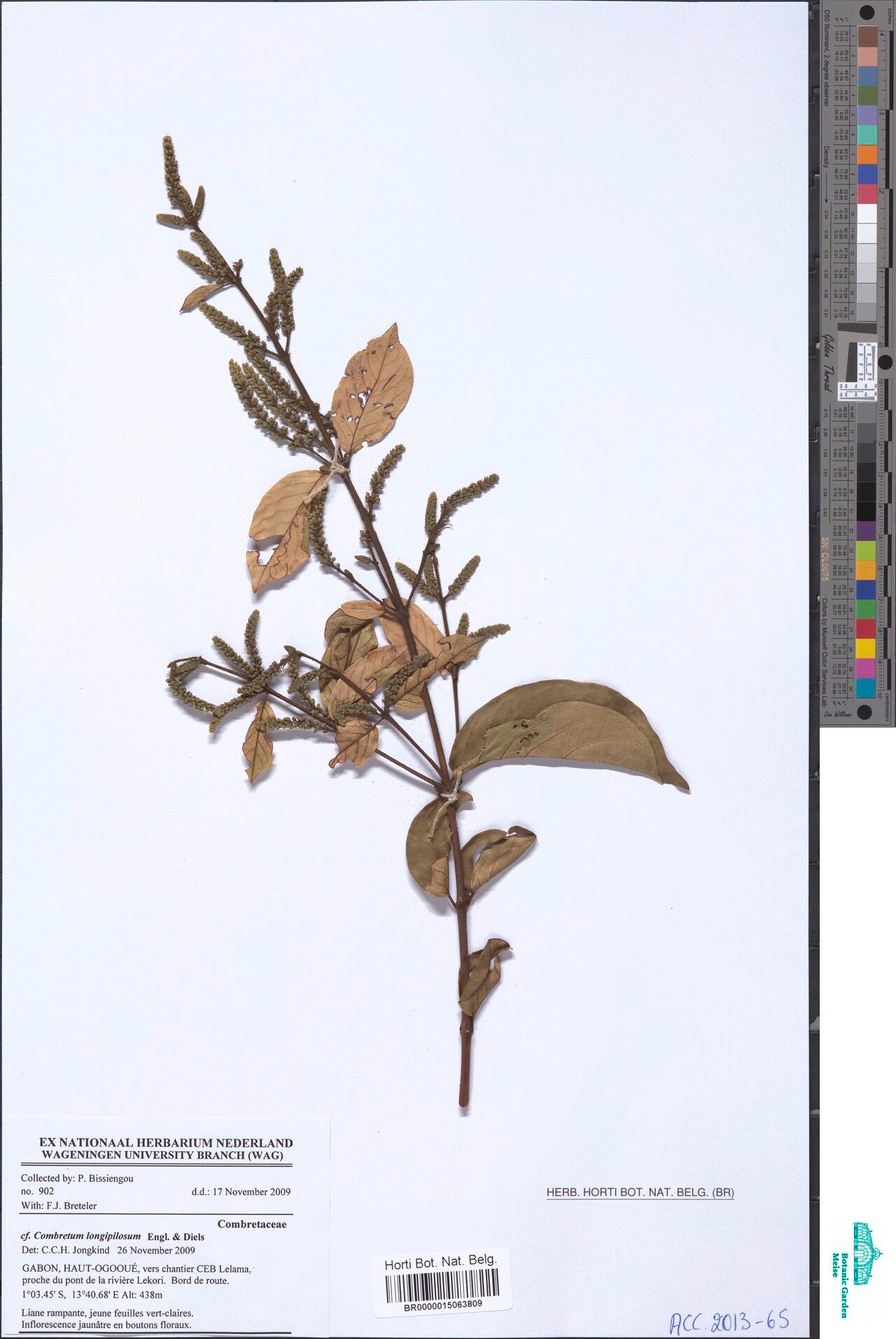 Combretum longipilosum — houseplant care guide