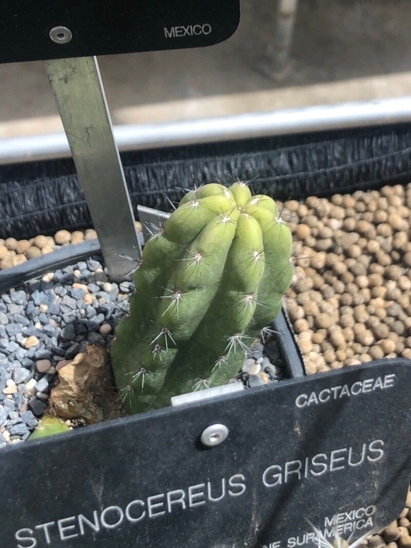 Stenocereus laevigatus — houseplant care guide