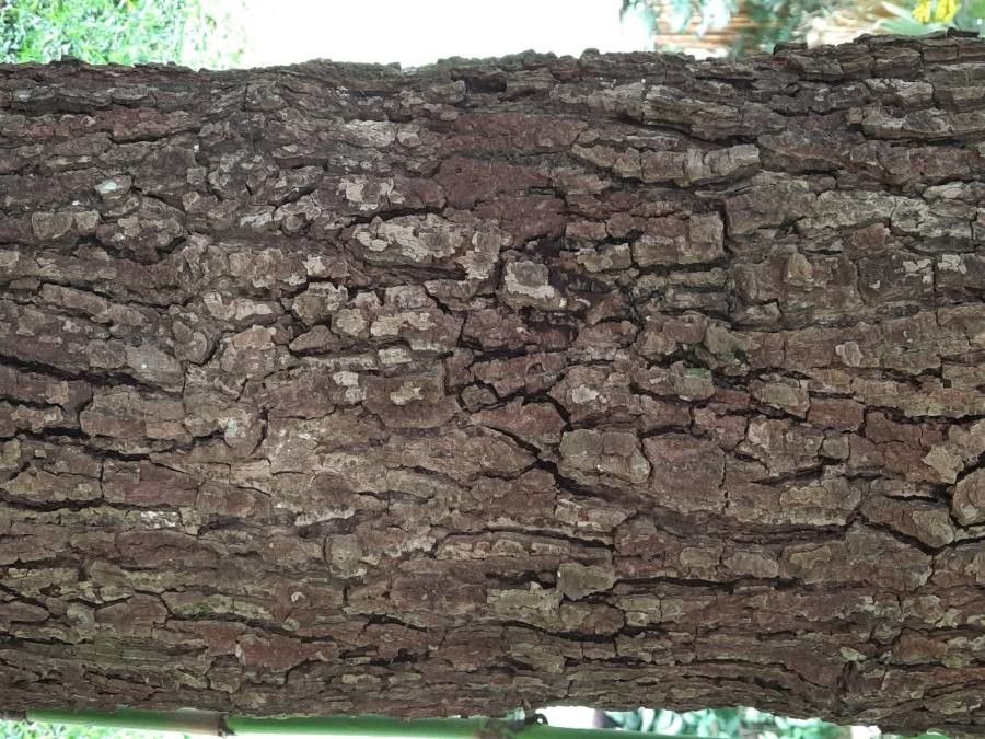 Coccoloba caracasana bark