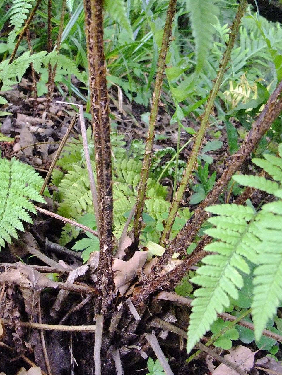 Dryopteris remota bark