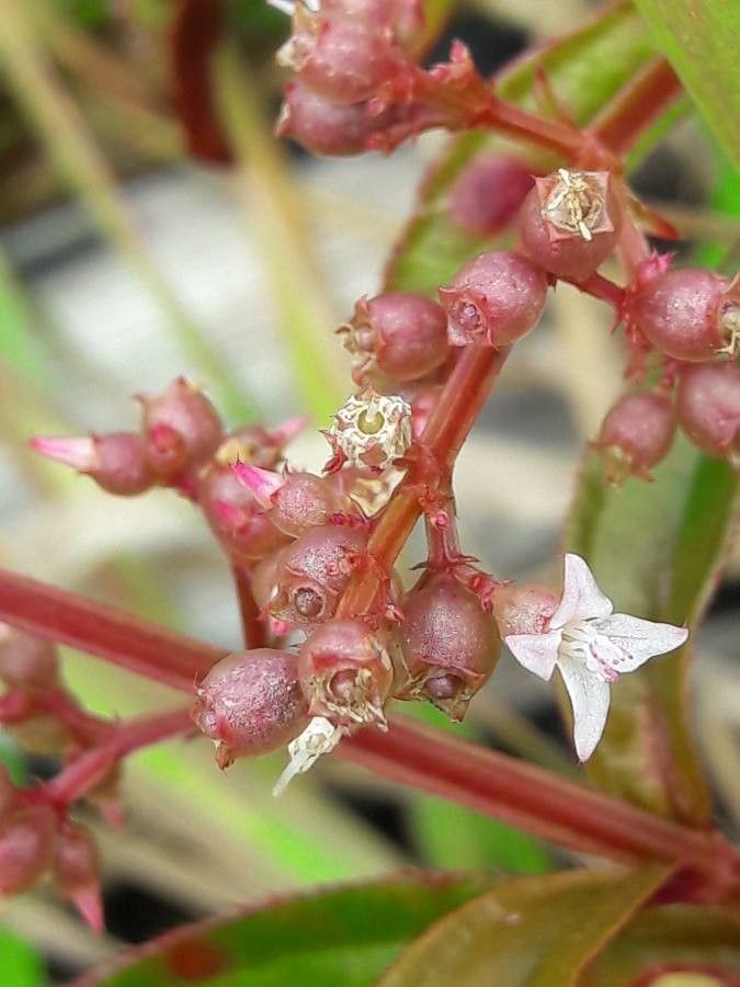 Aciotis purpurascens other