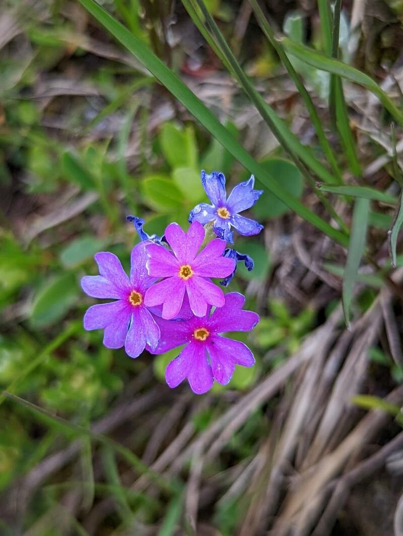 Primula glutinosa flower