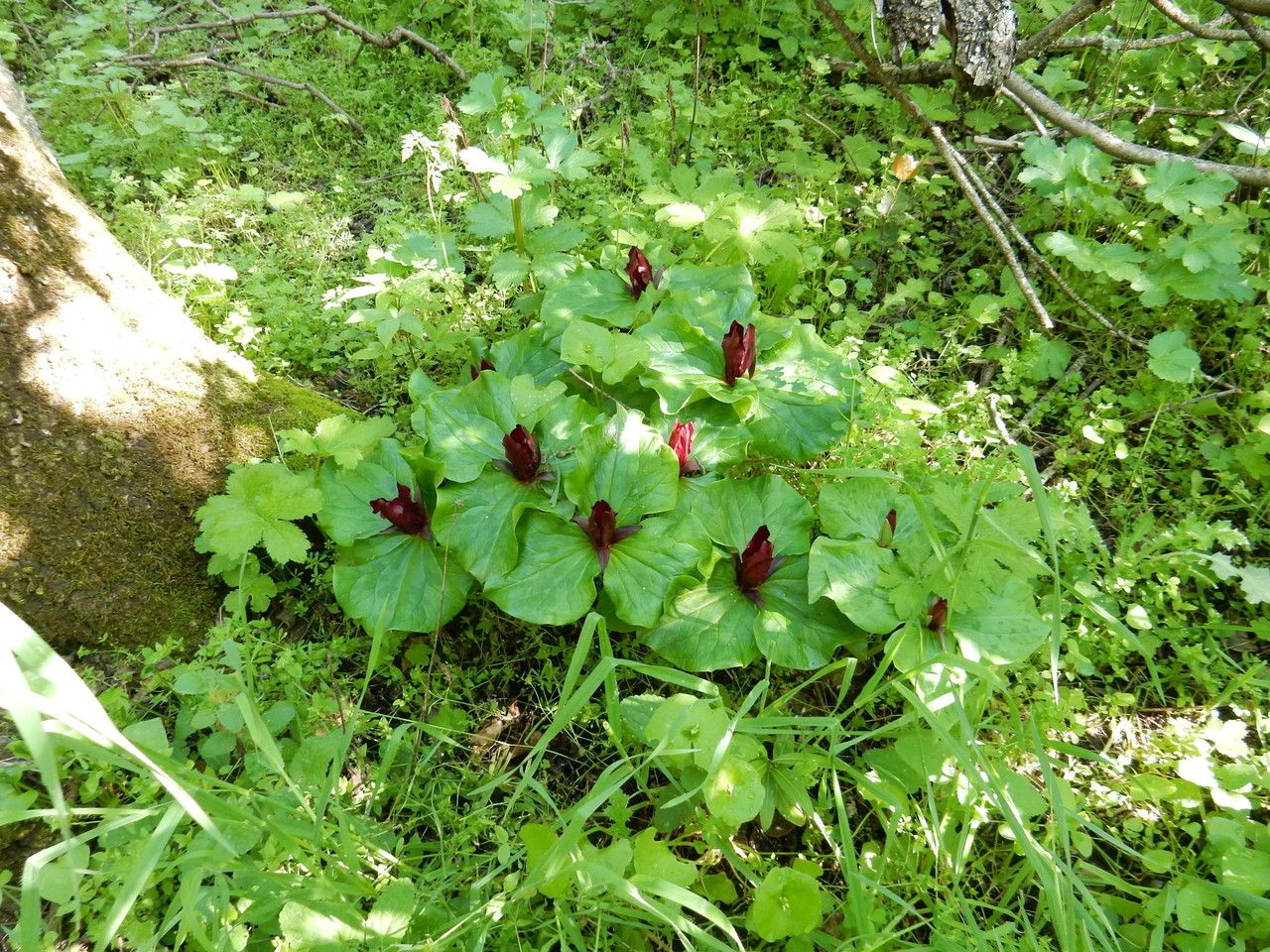 Trillium chloropetalum habit