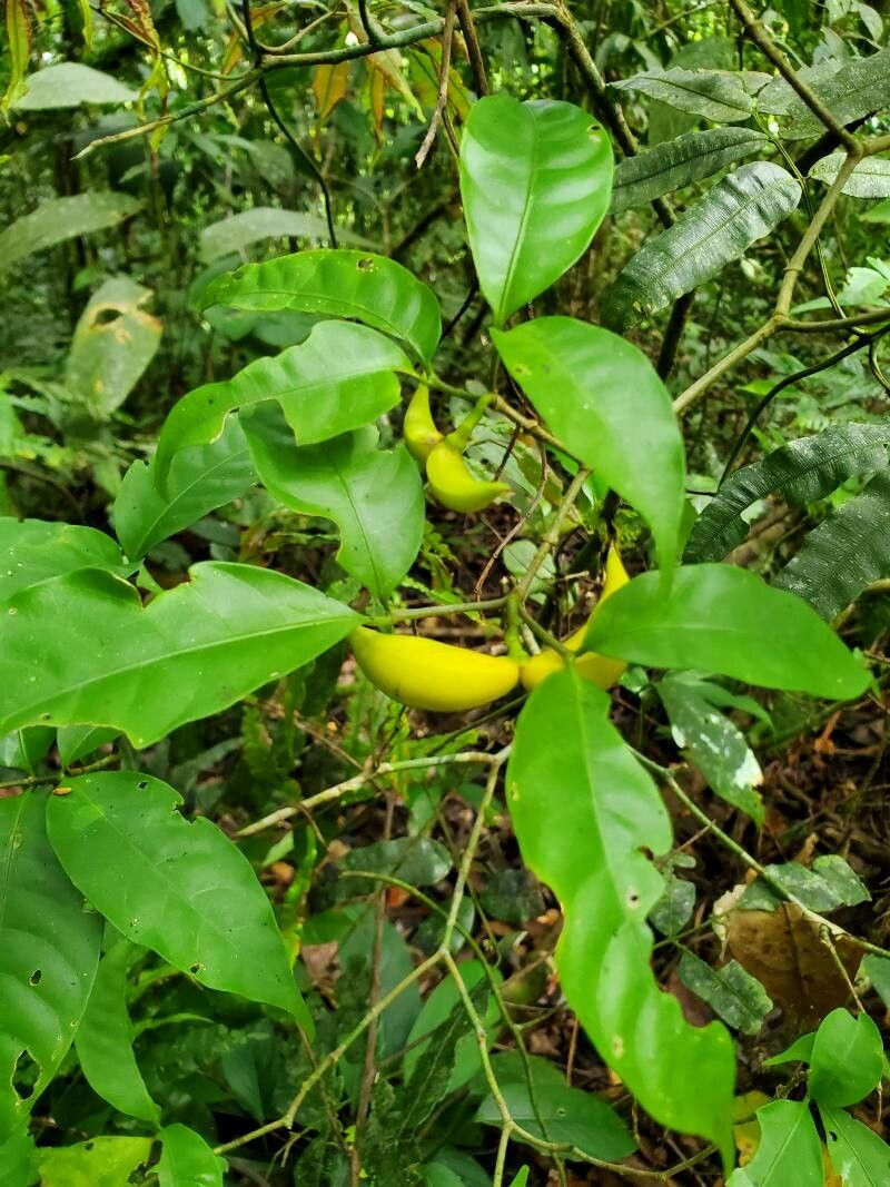 Tabernaemontana robinsonii — search result for 'Tabernaemontana'