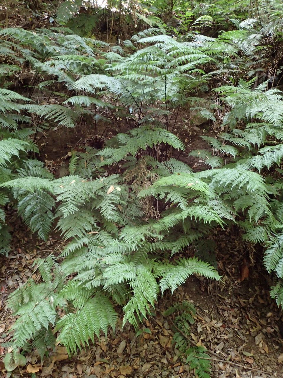 Diplazium caudatum habit