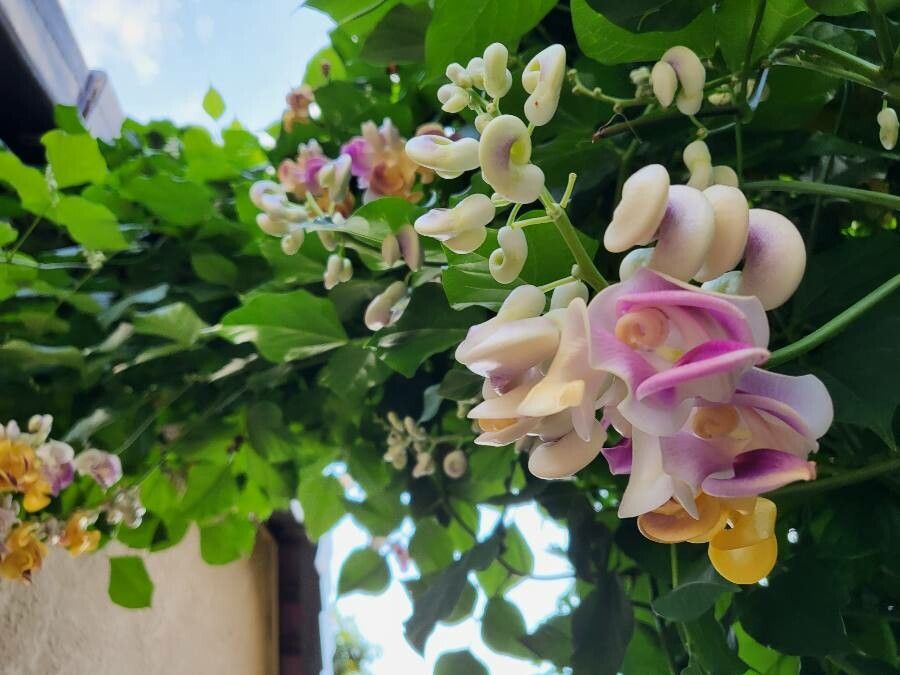 Cochliasanthus caracalla flower