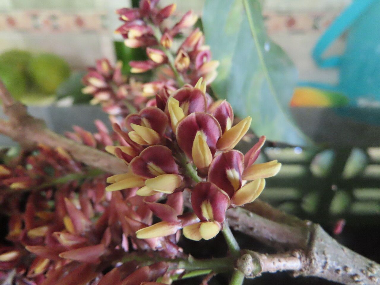 Platymiscium parviflorum flower