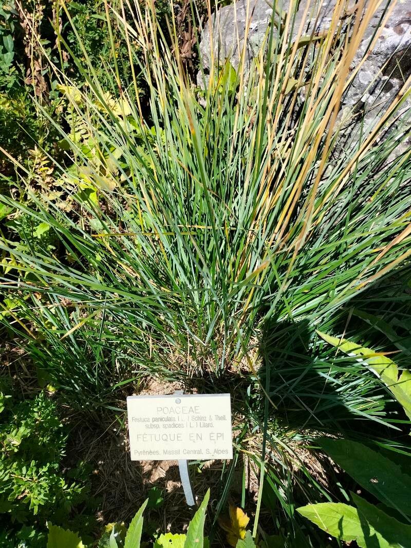 Festuca paniculata leaf