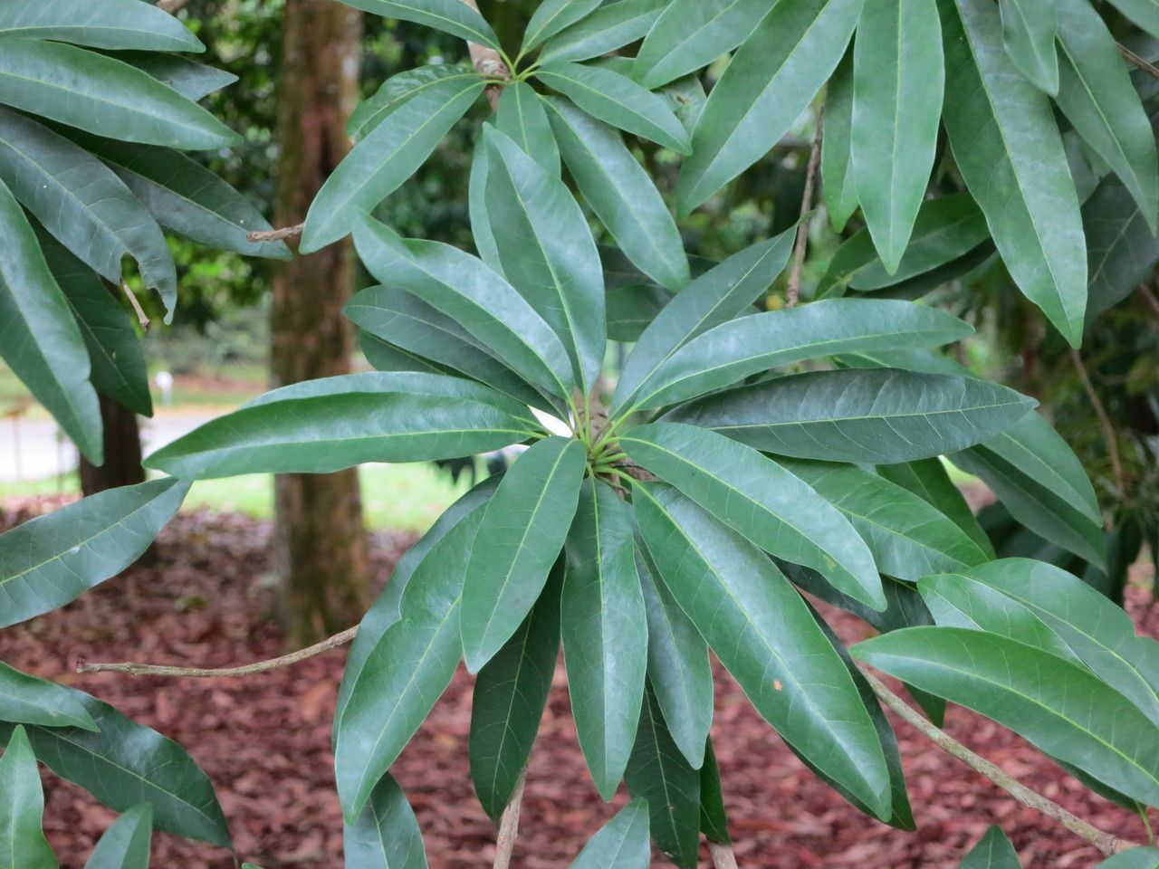 Madhuca longifolia leaf