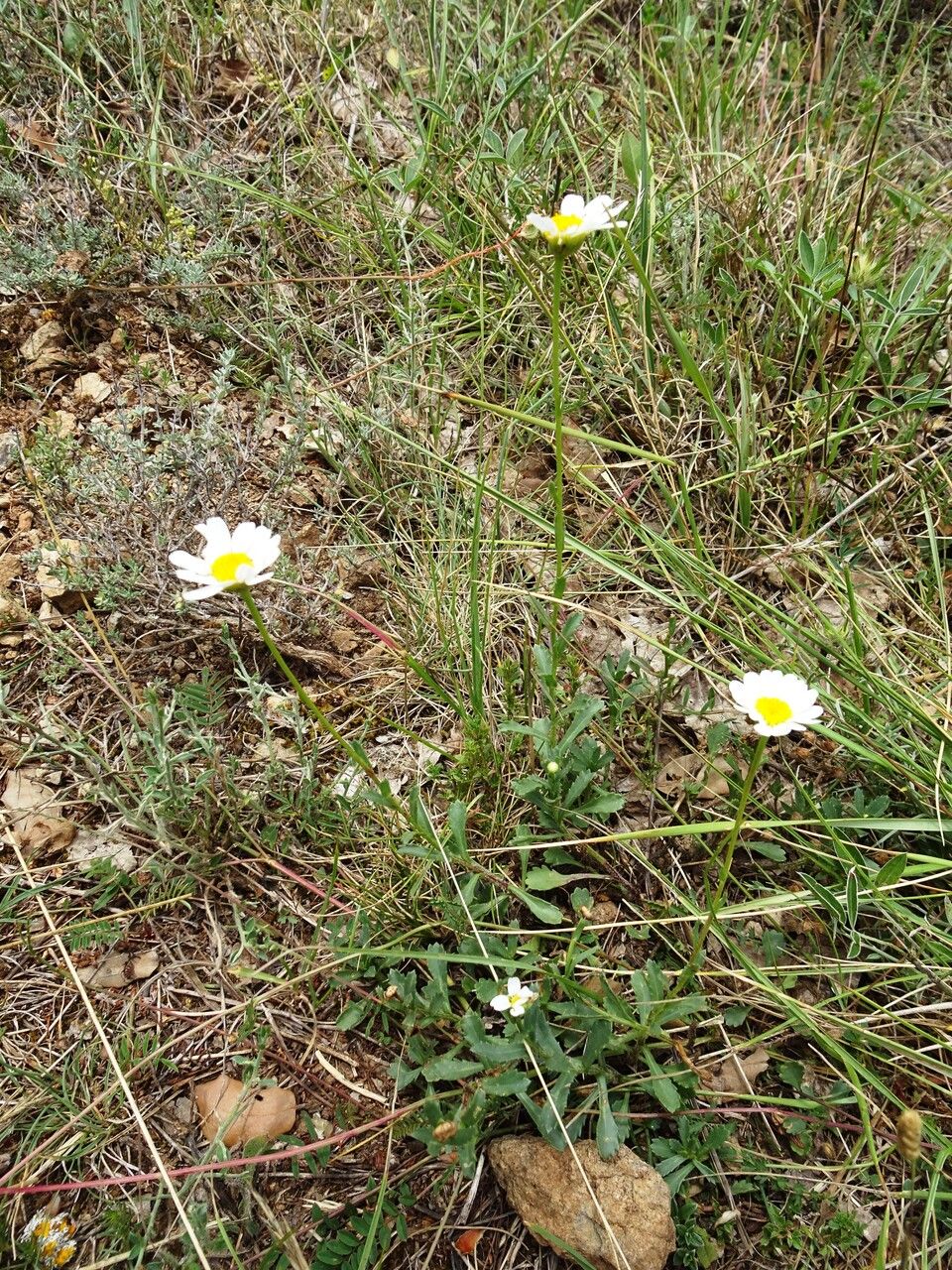 Leucanthemum pallens habit