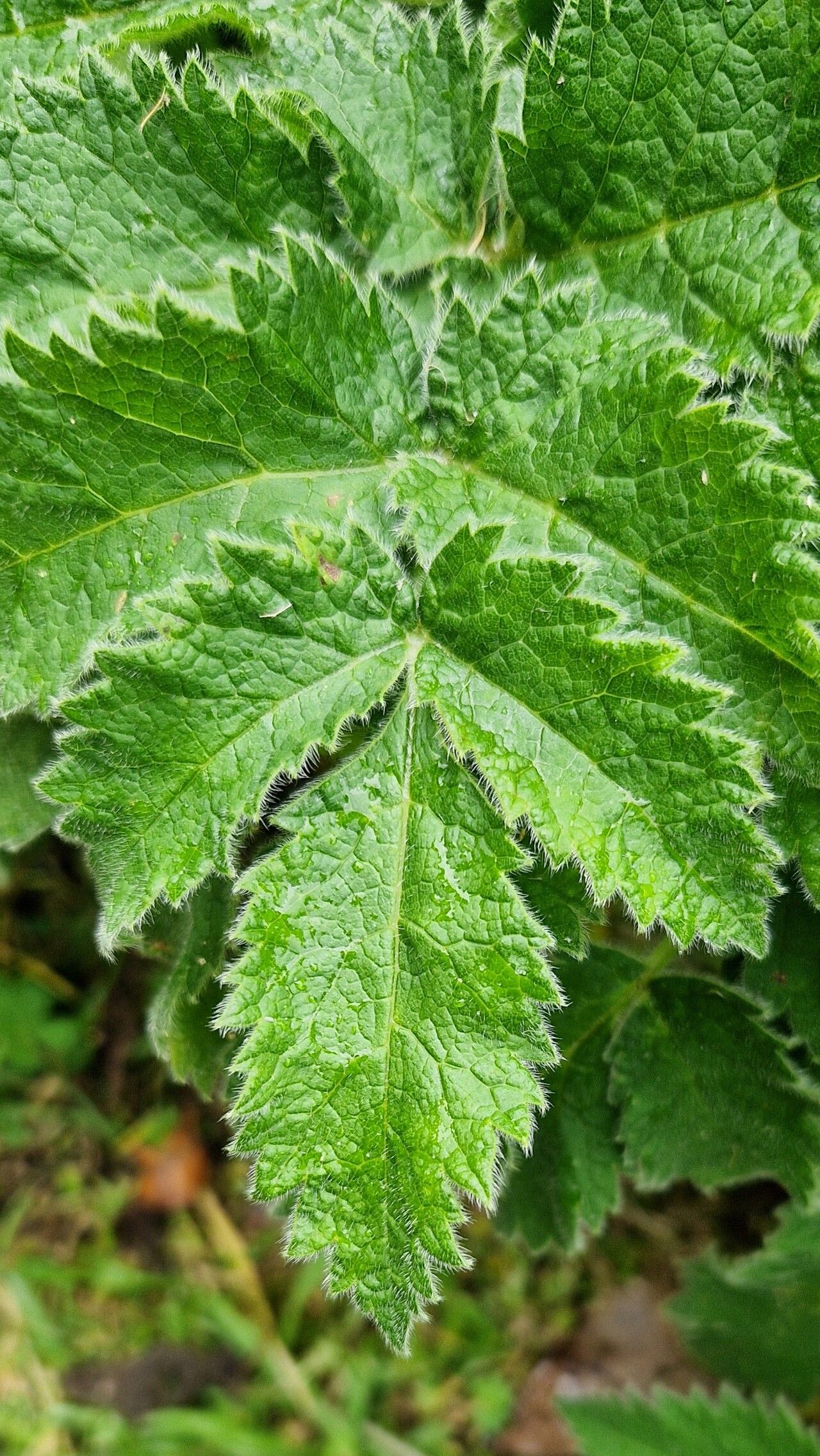 Chaerophyllum azoricum leaf