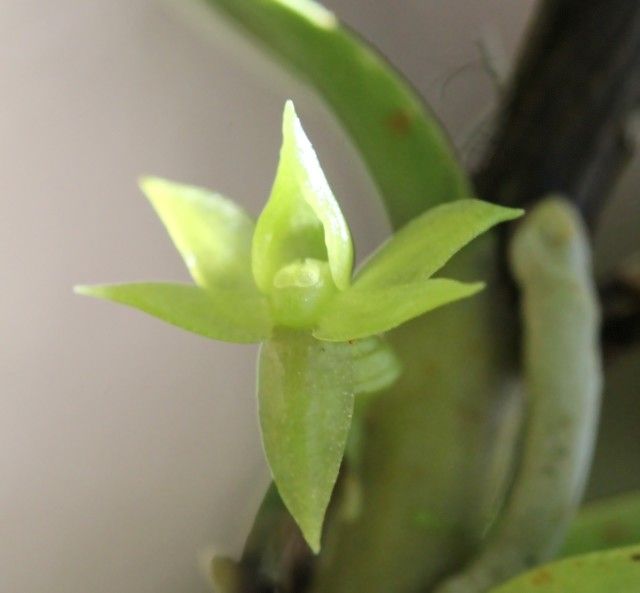 Angraecum cilaosianum — houseplant care guide
