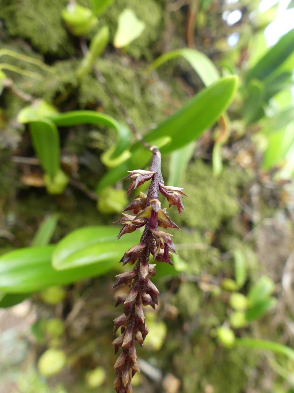 Bulbophyllum incurvum flower