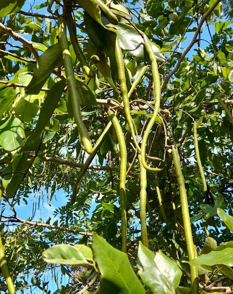 Cassia fistula fruit