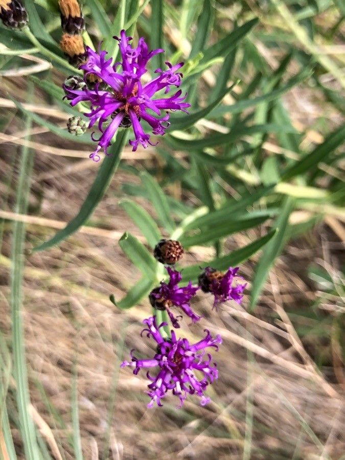 Vernonia marginata flower