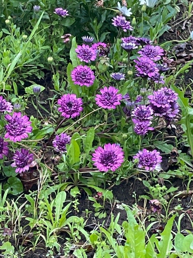 Osteospermum spp. flower