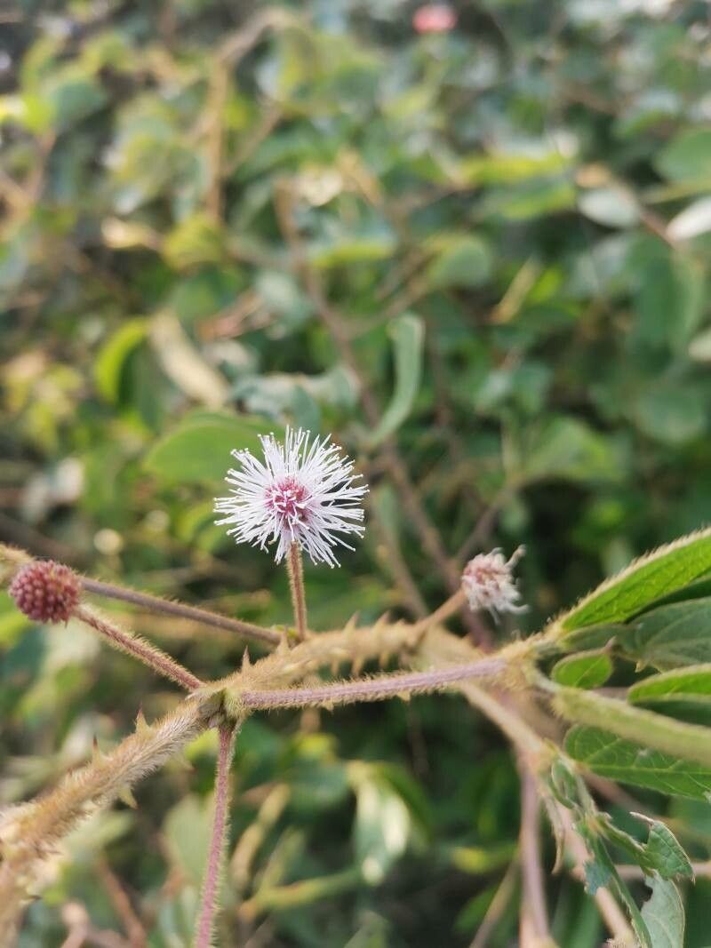 Mimosa tricephala — search result for 'Mimosa'