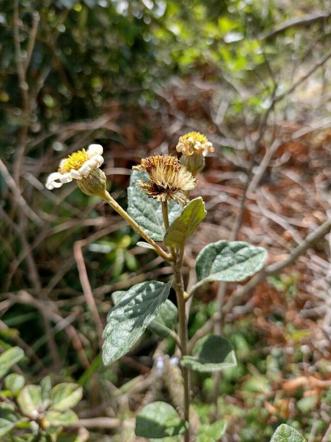 Olearia tomentosa fruit