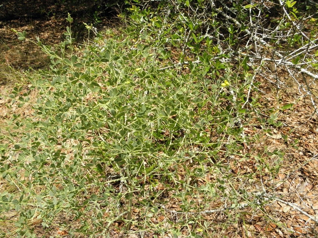Baptisia lecontei habit