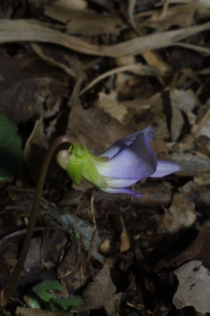 Viola septemloba flower