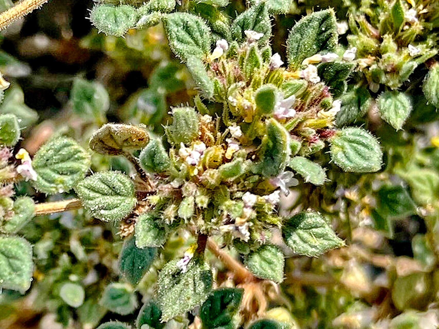 Tiquilia nuttallii — houseplant care guide