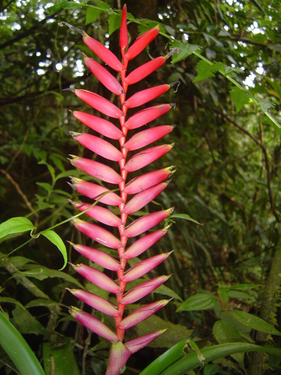 Vriesea ensiformis habit