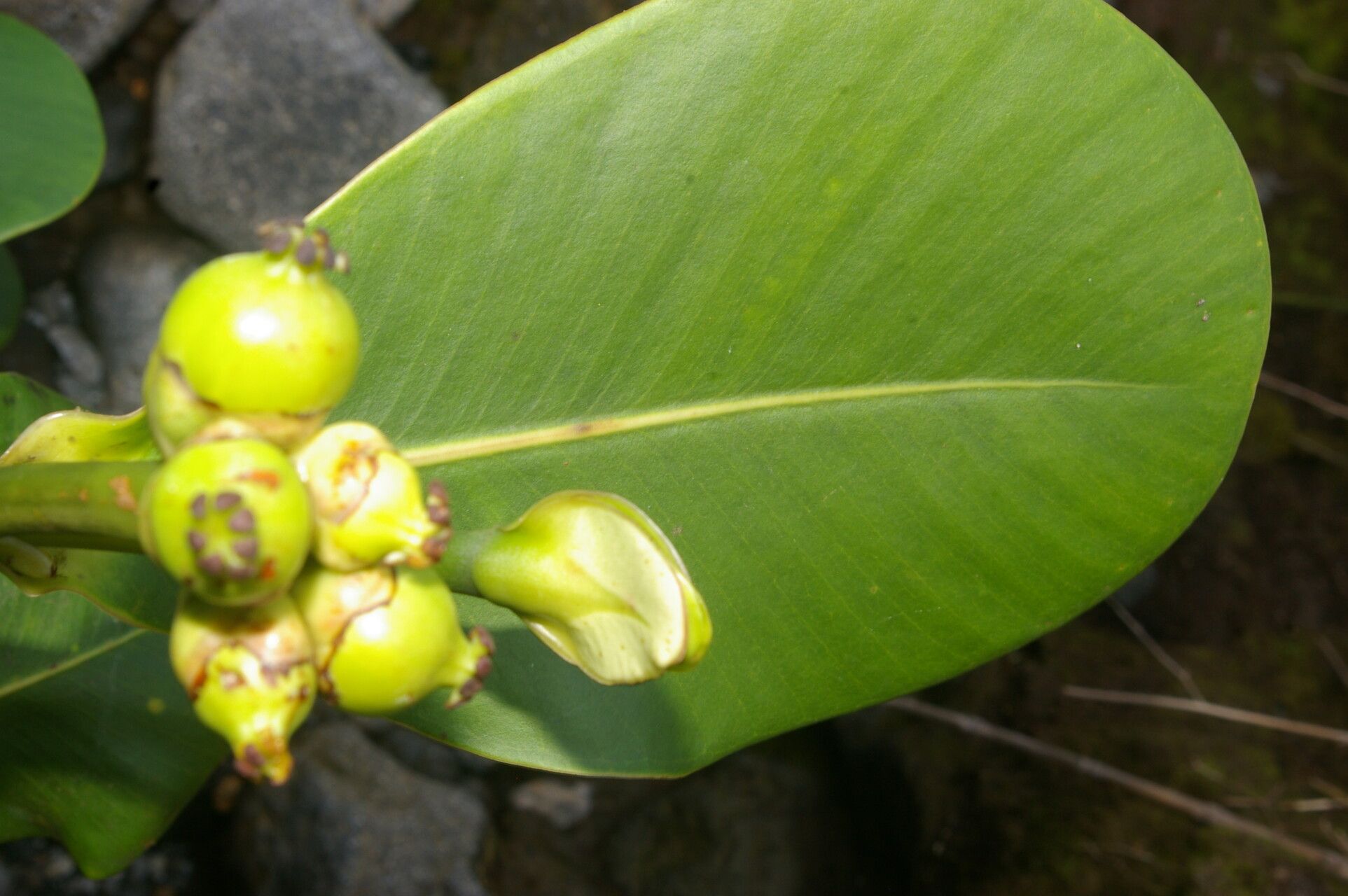 Clusia stenophylla fruit