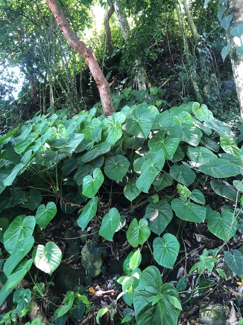 Anthurium dussii leaf