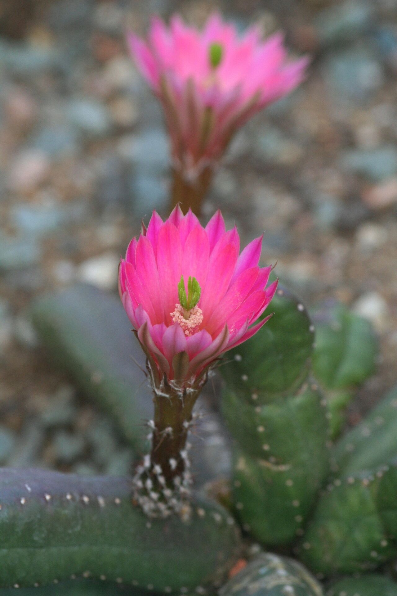 Echinocereus scheeri flower