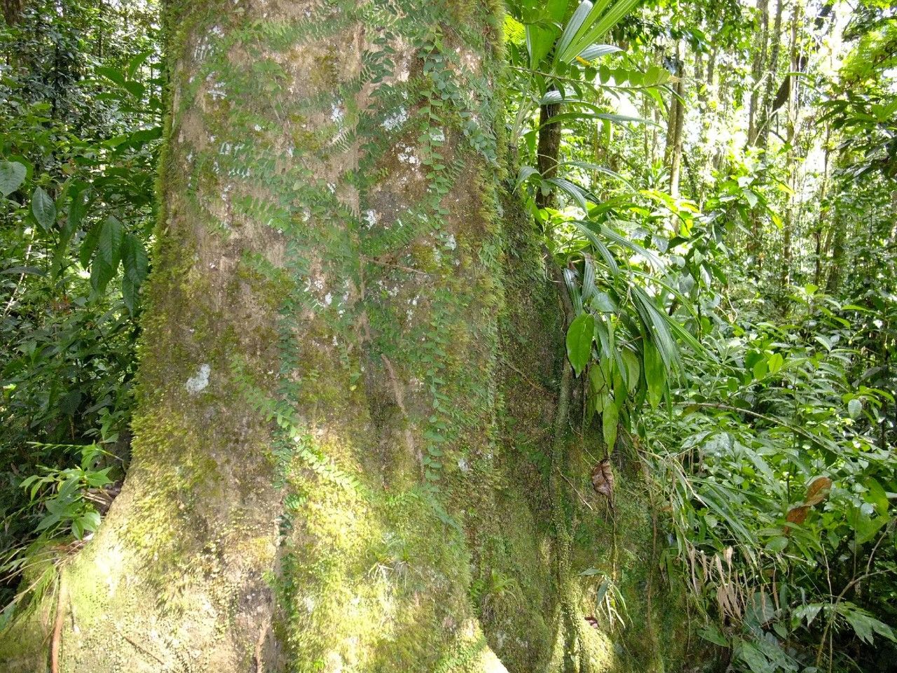 Magnolia dodecapetala bark