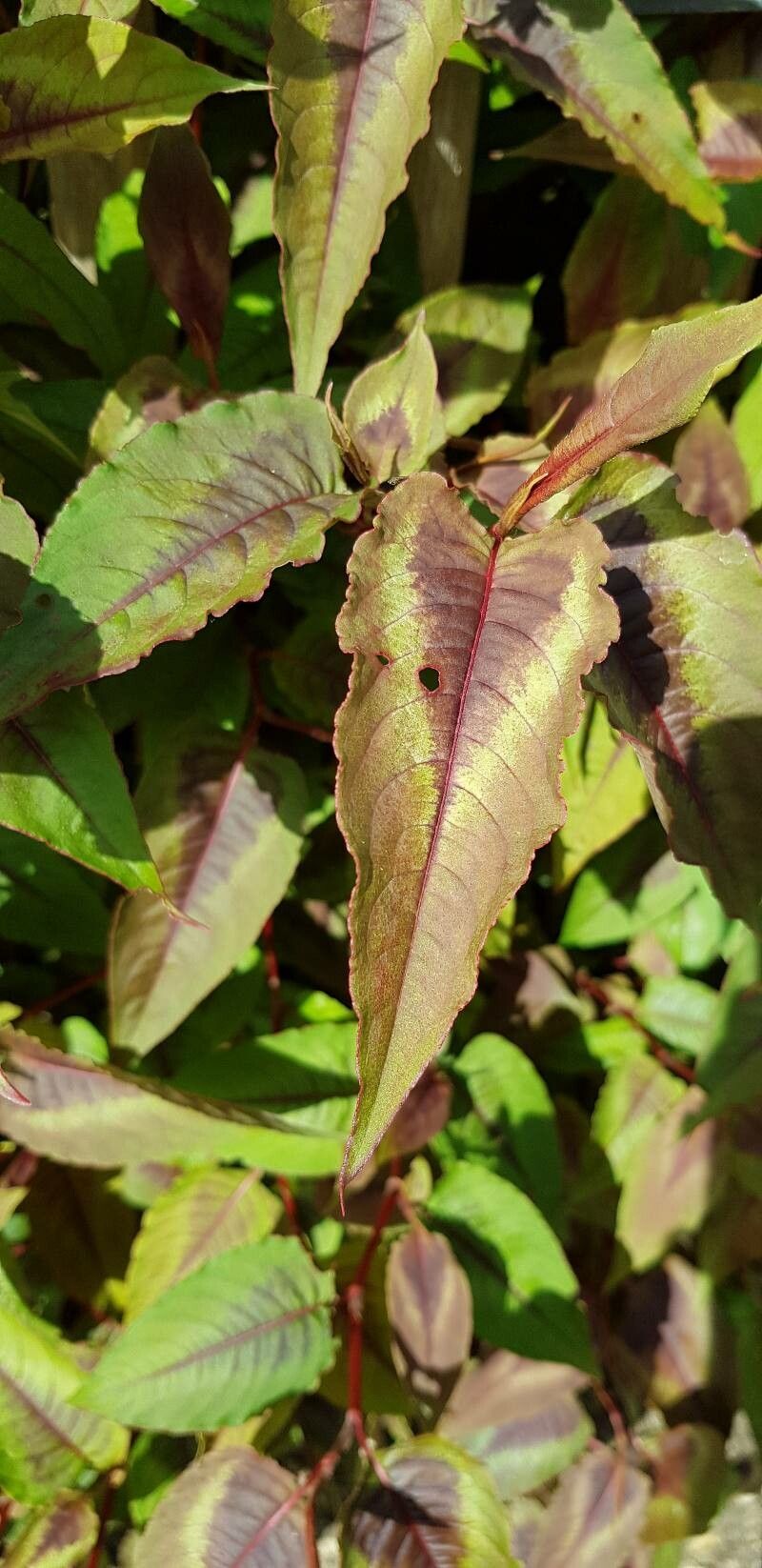 Polygonum microcephalum