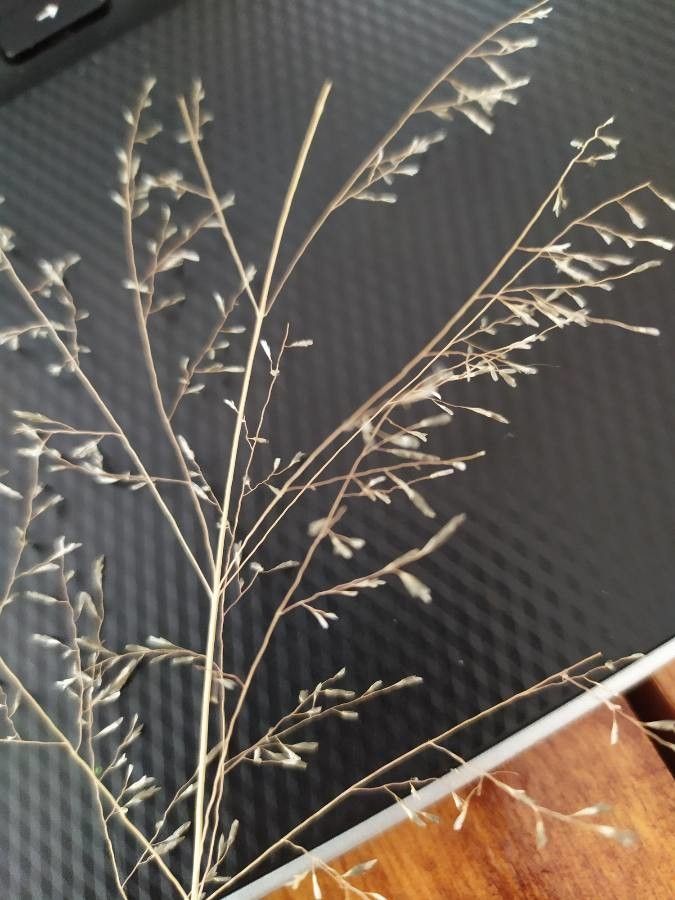 Sporobolus airoides leaf