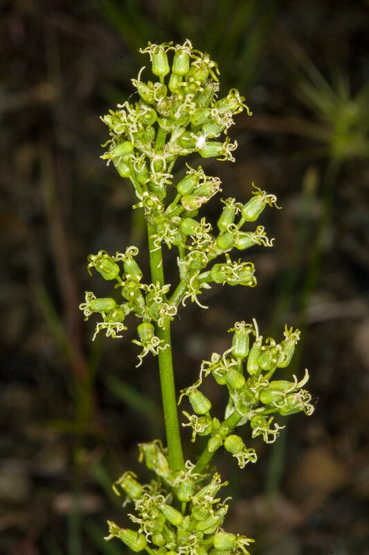 Silene otites flower