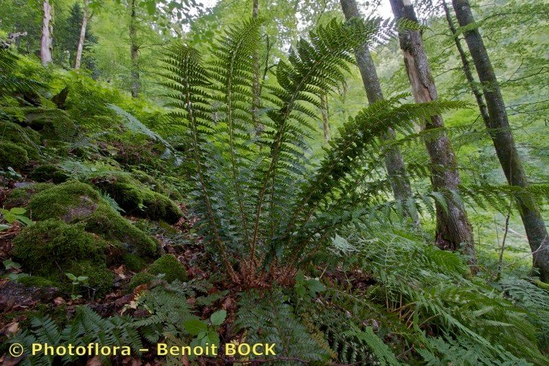 Polystichum × luerssenii habit