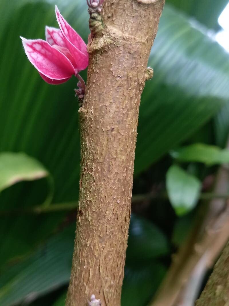 Pavonia cauliflora bark