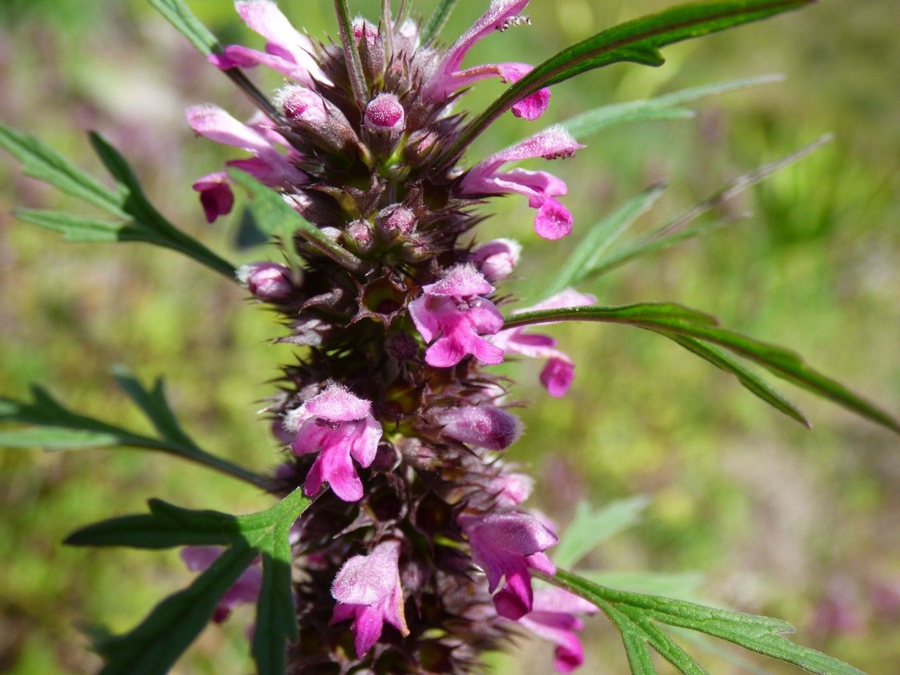 Leonurus sibiricus flower