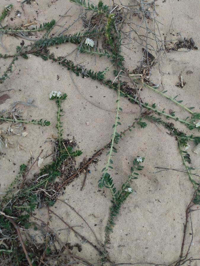 Euploca polyphylla habit