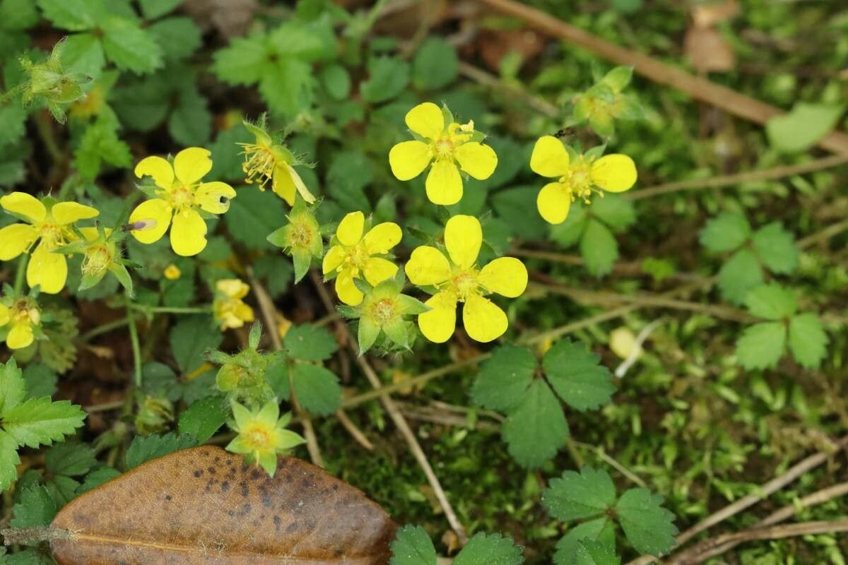 Potentilla riparia — search result for 'Potentilla'