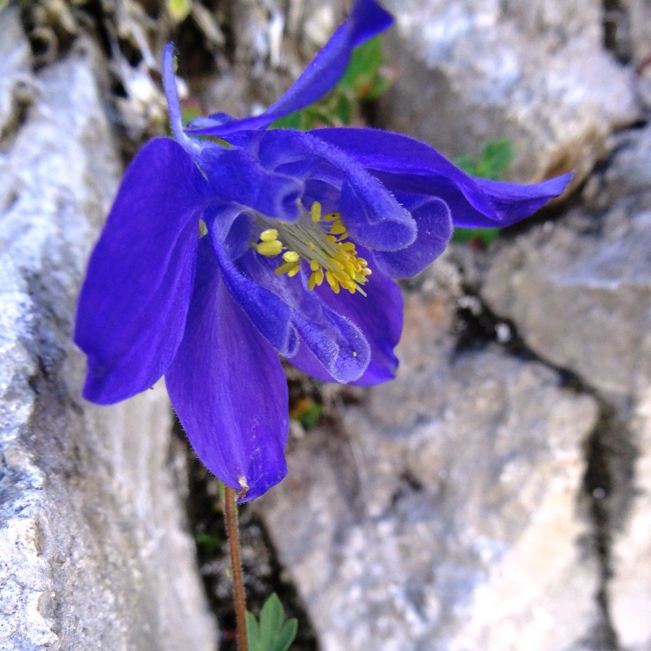 Aquilegia pyrenaica flower