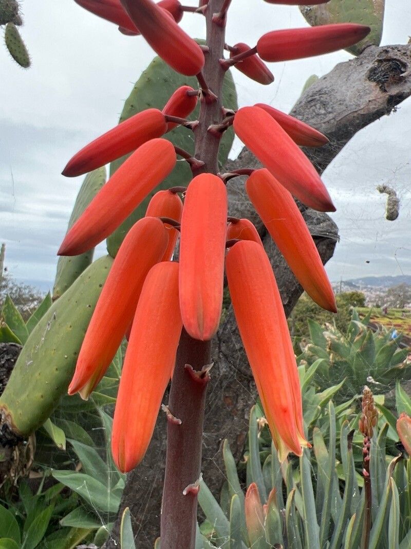 Kumara plicatilis flower