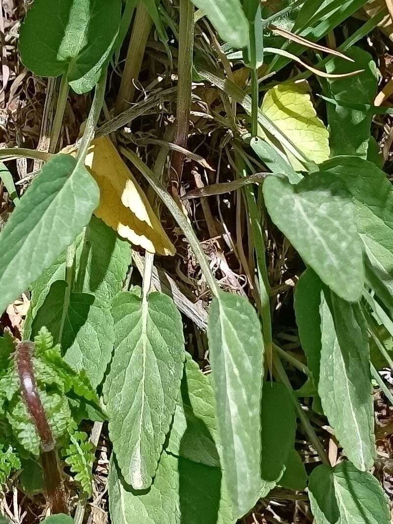 Phyteuma gallicum leaf