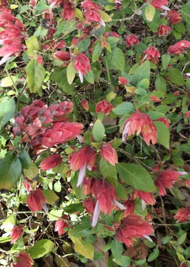 Justicia brandegeeana leaf